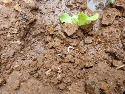土里的白色虫子图片（土里面白色的虫是什么虫）-图2