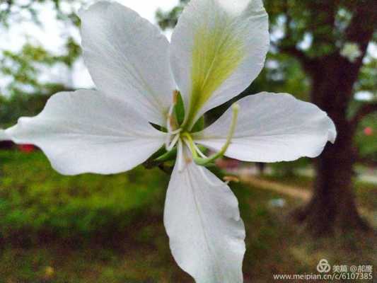 白色紫荆花语（白色紫荆花花语）-图2