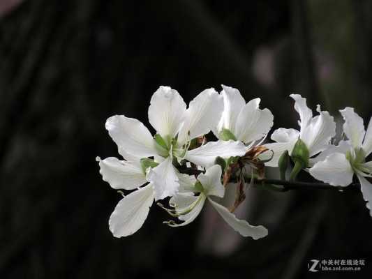 白色紫荆花语（白色紫荆花花语）-图1