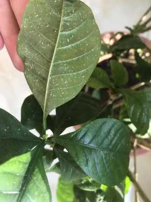 植物叶片上有白色虫子（植物叶片上有白点）-图3