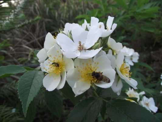 白色带刺的植物（白色带刺的野花）-图3