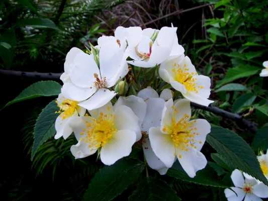 白色带刺的植物（白色带刺的野花）-图2
