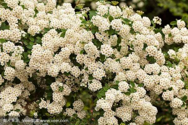 灌木开白色的花（灌木丛白色的花）-图2