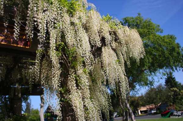 白色藤蔓植物（藤蔓白色花）-图1