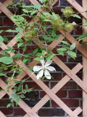 白色藤蔓植物（藤蔓白色花）-图3