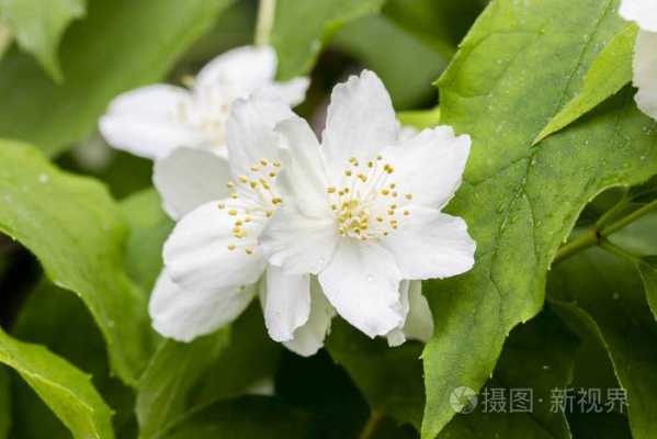 白色黄芯（白色花瓣黄色芯是什么花）-图1