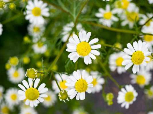 白色黄芯（白色花瓣黄色芯是什么花）-图2