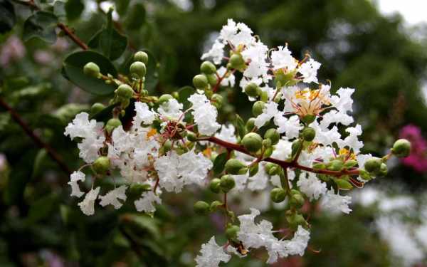 白色大花紫薇（白色大花紫薇图片大全）-图2