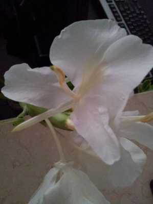 白色花朵很香图片（白色花特别香的是什么花）-图3
