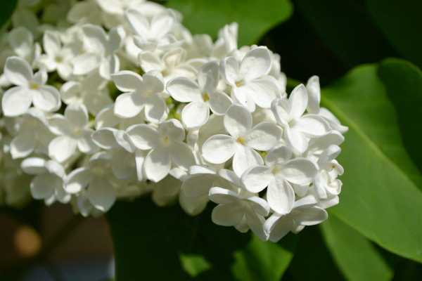 白色花朵很香图片（白色花特别香的是什么花）-图1