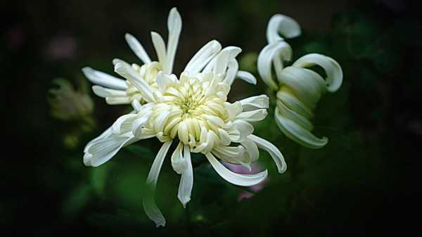 白色的菊花有哪些（白色的菊花有哪些品种图片）-图1