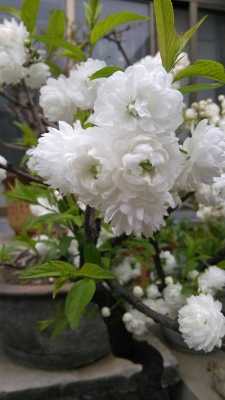 白色花品种（白色花的花卉）-图3