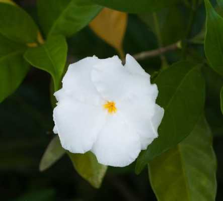 白色花品种（白色花的花卉）-图1