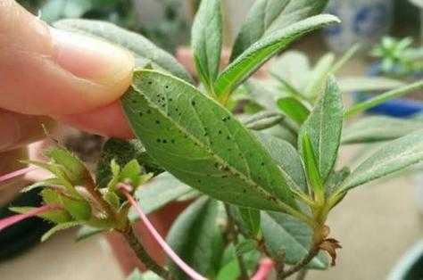 杜鹃花生白色虫（杜鹃花生小白虫子了怎么治）-图1