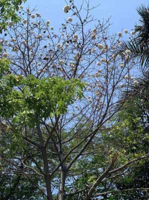 木棉花有白色吗（木棉花有白色的飘絮）-图3