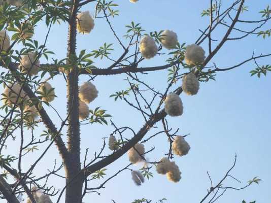 木棉花有白色吗（木棉花有白色的飘絮）-图2