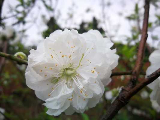 白色桃花有什么寓意（白色的桃花长什么样子）-图3