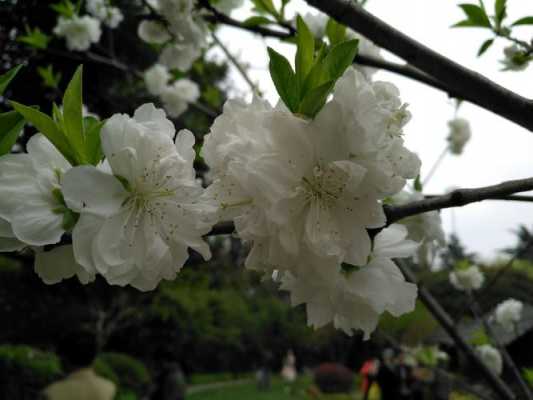 白色桃花有什么寓意（白色的桃花长什么样子）-图1