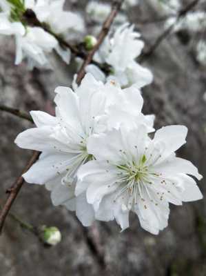 白色桃花有什么寓意（白色的桃花长什么样子）-图2