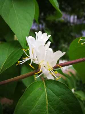 金银木白色花（金银木的花）-图3