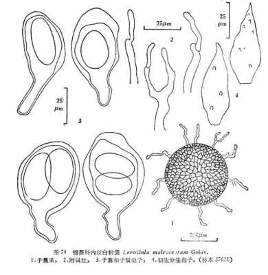 白色或类白色（白色或类白色疏松体 crisp）-图3