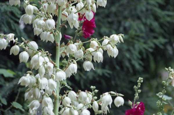 白色铃铛花叫什么（白色铃铛花花语）-图2