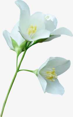 白色带花的墙纸（白色花朵壁纸）-图3