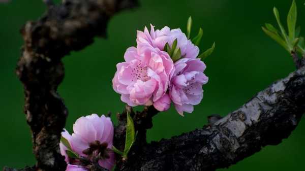 桃花有白色的呢（桃花是白色的还是粉色的）-图3