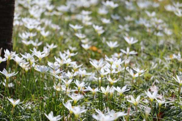 白色风雨花图片（白色风雨花图片大全）-图1