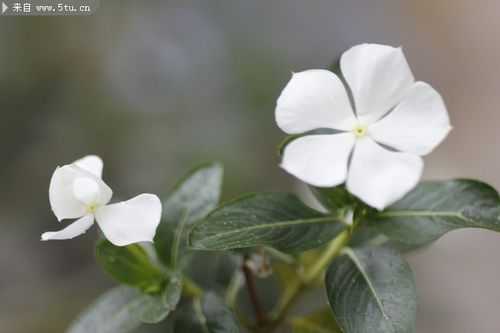 白色花朵宽叶（白色的花像叶子一样）-图3