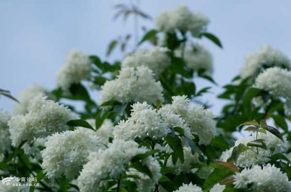 白色木本花有哪些（白色檵木花）-图1