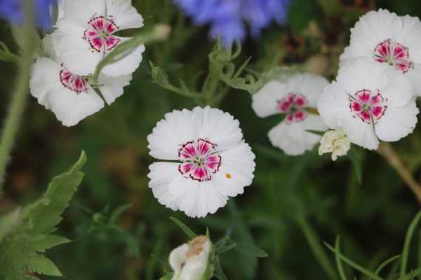 白色石竹插花（白色石竹的花语）-图1