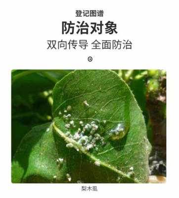 白色粉蚧（白粉蚧用什么药）-图1