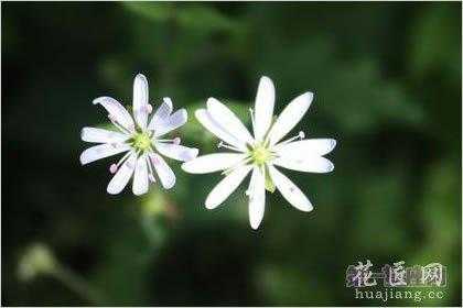 白色繁缕花花语（白色鲜花的花语）-图3