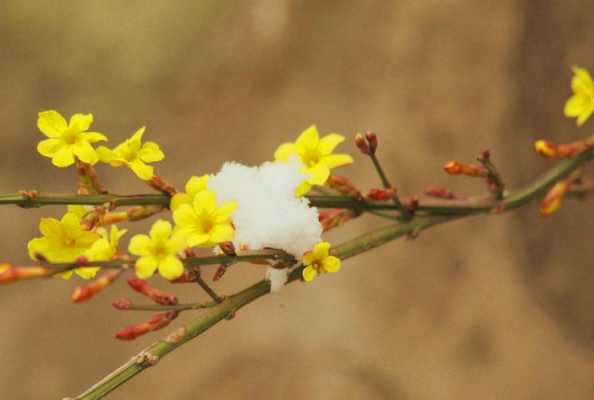 白色迎春花介绍（白色迎春花是什么品种）-图2