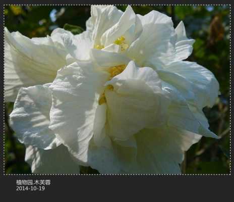 白色木芙蓉花（白色木芙蓉花图片大全）-图1