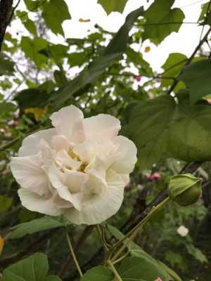 白色木芙蓉花（白色木芙蓉花图片大全）-图2