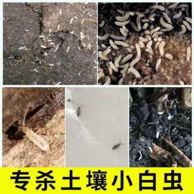 土里的白色虫子农药（土壤里的白虫怎么去除）-图1