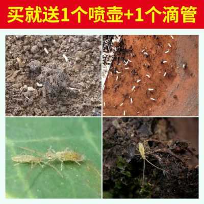 土里的白色虫子农药（土壤里的白虫怎么去除）-图3