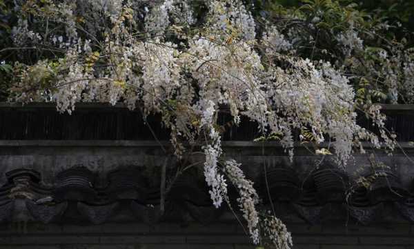 白色紫藤花（白色紫藤花品种）-图1