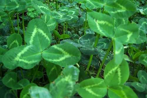 绿色叶子白色花纹（绿色叶子白色花纹是什么植物）-图2