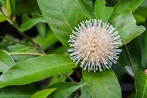 白色植物刺圆球（白色球状植物）-图1