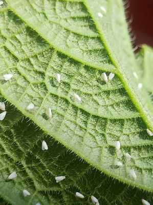 叶子背面是白色的植物（叶子背面白色的小虫子）-图3