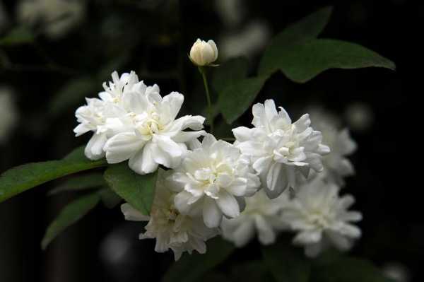 白色木香花壁纸（白色木香花壁纸高清）-图1