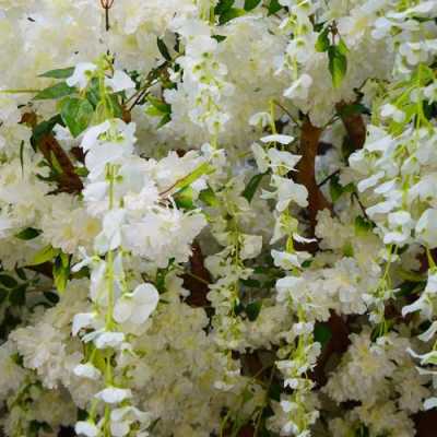 白色的花是藤（白色的藤蔓花朵）-图3