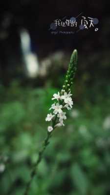 白色马鞭草花语（白马鞭草图片）-图2