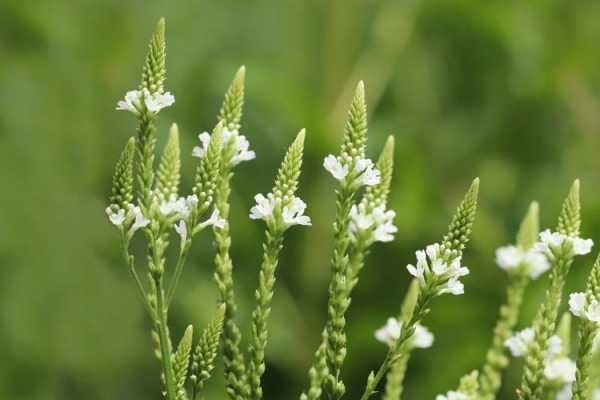 白色马鞭草花语（白马鞭草图片）-图1