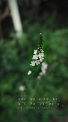 白色马鞭草花语（白马鞭草图片）-图3