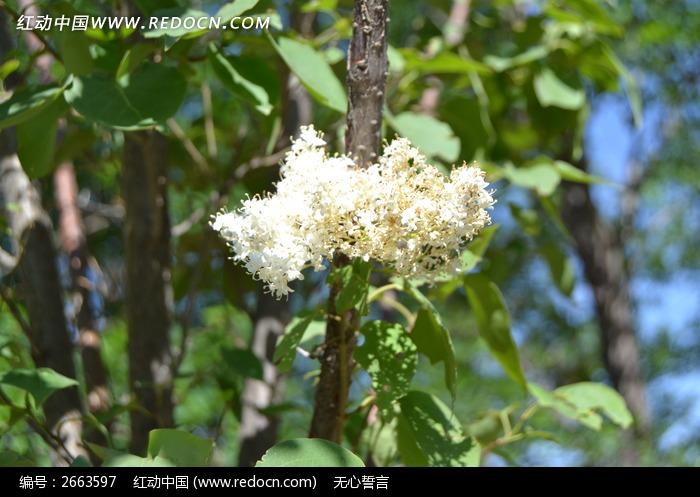 树顶开白色的花语（树开白色的小花）-图3