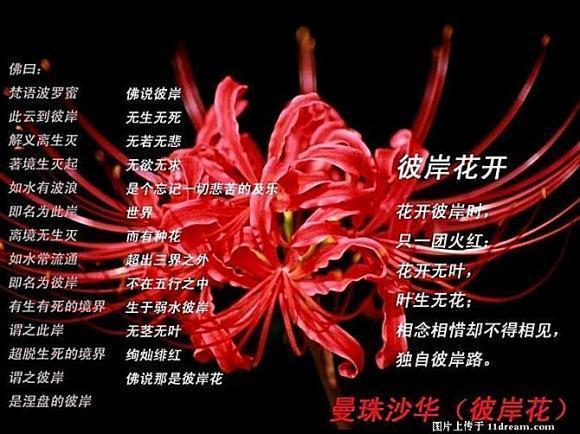 白色曼珠沙华的花语（各种颜色曼珠沙华的花语）-图3